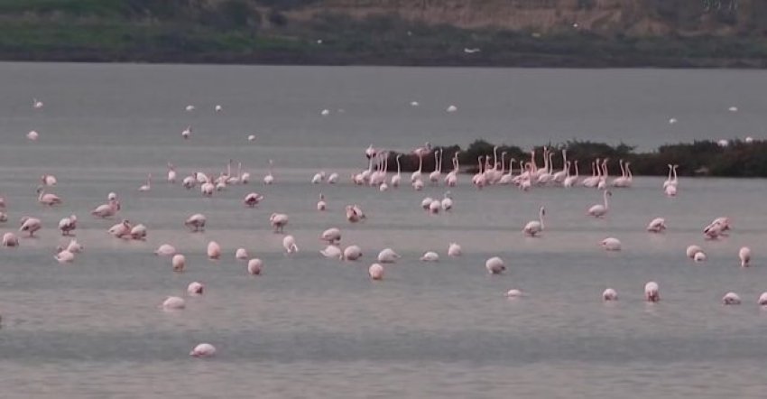 shtohen flamingot ne lagunen e nartes por e ardhmja e tyre e kercenuar 66f9a5bab7a7d
