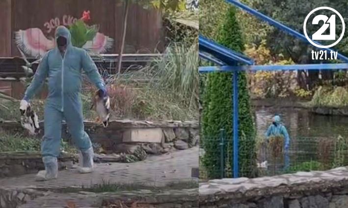 kopshti zoologjik i shkupit po kerkohet alibi per mbyllje te kopshtit persona nga auv pa prova kane masakruar shpezet 6713b3aea4b92
