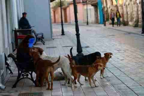 jane dhene mbi 10 milione denare per 159 kafshime qensh disa banore jane demshperblyer edhe kater here 67f123cd75c59