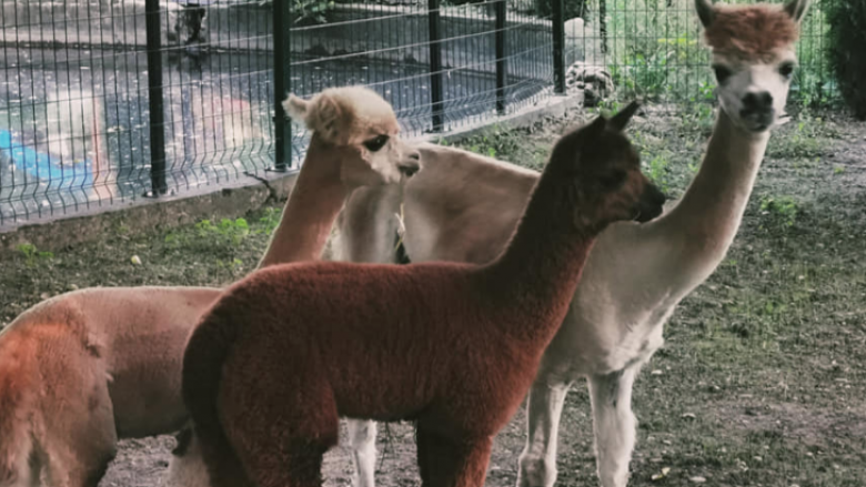 kopshti zoologjik shkup te gjitha lamat jane nen mbikeqyrje mjekesore dhe jane testuar per tuberkuloz 67f5a4dbb5c76