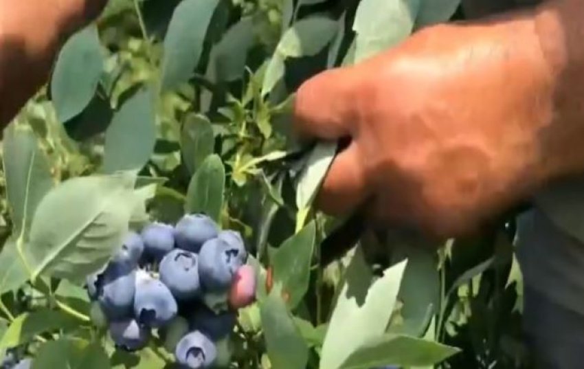 Rendimenti i boronicës këtë vit, më i miri ndër vite 3 rendimenti i boronices kete vit me i miri nder vite 6861967f18705