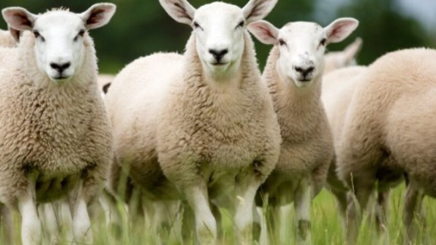 auv ndalon importin e derrave gjedheve deleve dhe dhive nga serbia 688a04811451d