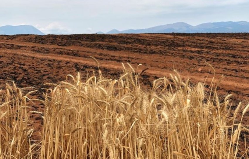 bujqit e shkrumbuar te pa shprese e ne pritje te ndihmes nga shteti 687be04d4c21d