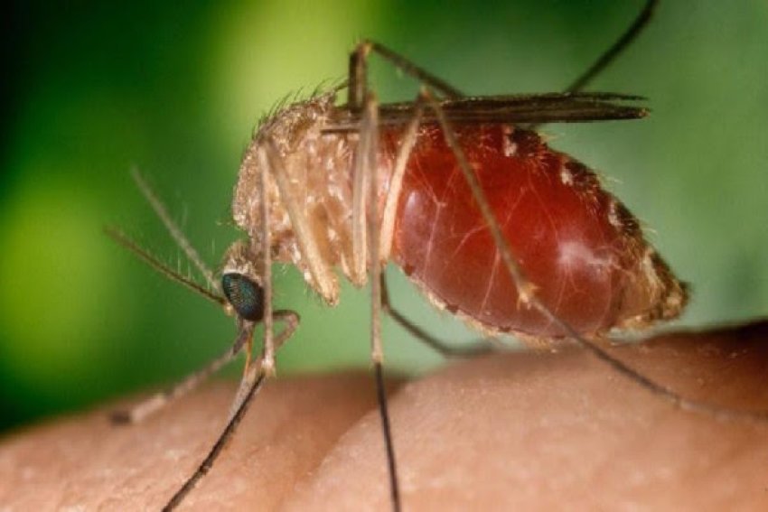 kina thote se ka nen kontroll rastet e semundjeve te transmetuara nga mushkonjat 688b8f639e1c3