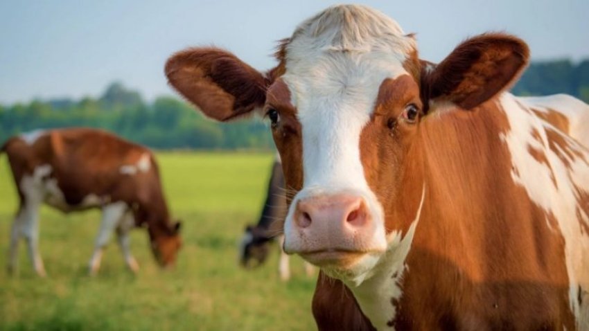 Konfirmohen rastet e para të “Gjuhës së Kaltër” në dy ferma, Kosova me masa parandaluese 2 konfirmohen rastet e para te gjuhes se kalter ne dy ferma kosova me masa parandaluese 688b25b062ce8