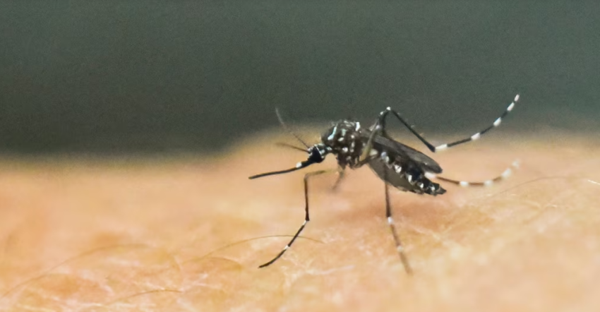 obsh paralajmeron per perhapjen e virusit chikungunya nga mushkonjat 688092ee37ad3