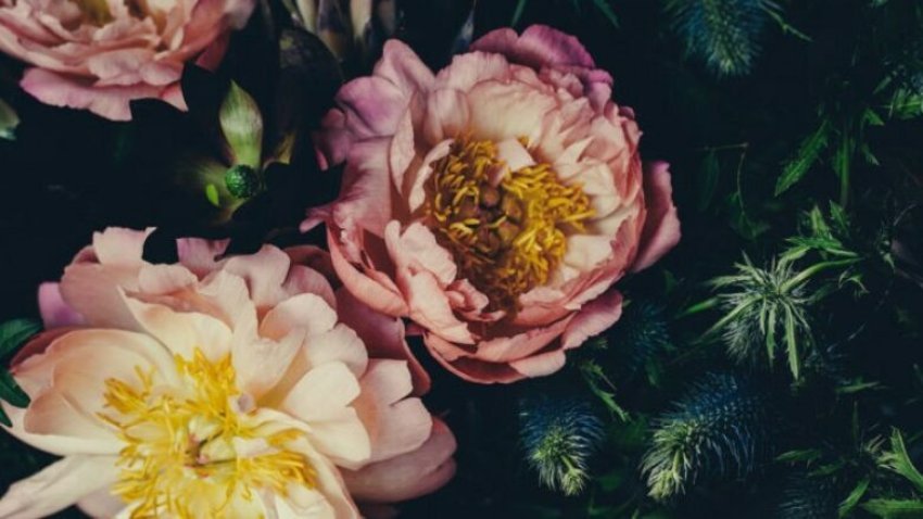 pse lulet humbasin ngjyren riktheni freskine e tyre me tri keshilla te provuara 687744357f92f