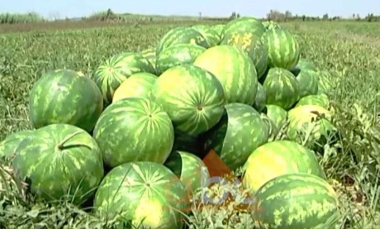 rrahje brutale ne oreshan dy te dyshuar ndalohen per dhune te organizuar per vjedhjen e shalqinjve 68849381e0f5a