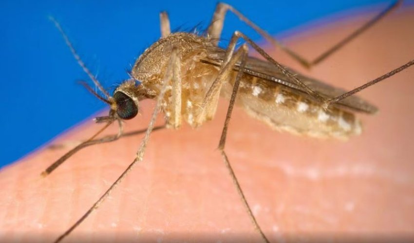 shtohen rastet e vdekjeve nga virusi i nilit perendimor ne itali regjistrohet viktima e tete mjeket ngrene alarmin 688a3decd20a2