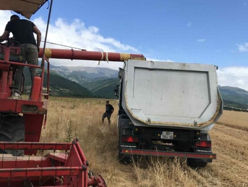 te burgosurit e dubraves permbyllin me sukses korrjen e grurit e kultivuan vete 68726d999bf71