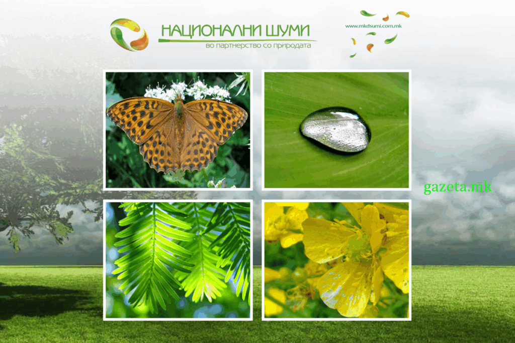 Revizioni konstaton shkelje tek N.P Pyjet Shtetërore 2 MAKEDONSKI SUMI screenshot