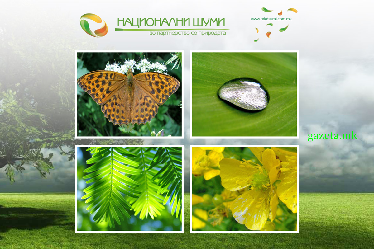 Revizioni konstaton shkelje tek N.P Pyjet Shtetërore 1 MAKEDONSKI SUMI screenshot