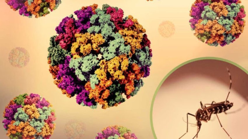 alarm ne kine mbi 7 mije te infektuar me virusin chikungunya 68920acb31b9d