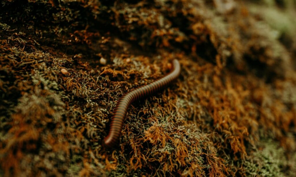 alarm ne shba zbulohet paraziti i rralle qe ha mish njerezor 68abf9c945020