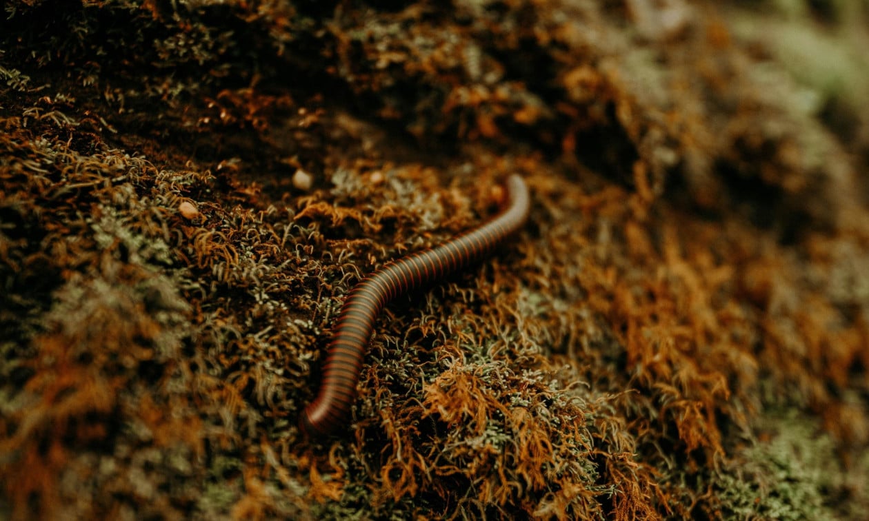 alarm ne shba zbulohet paraziti i rralle qe ha mish njerezor 68abf9c945020