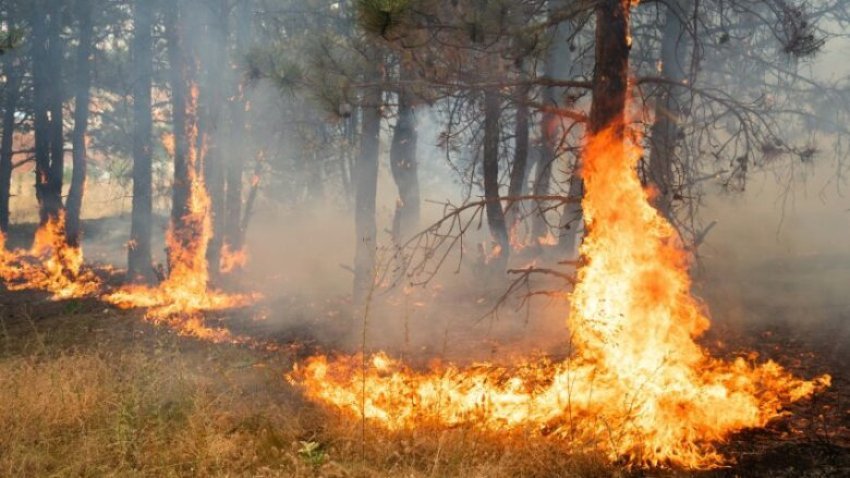 Dita e shtatë e zjarreve në Finiq, digjen disa banesa, pritet ndërhyrja e dy helikopterëve nga Greqia 3 dita e shtate e zjarreve ne finiq digjen disa banesa pritet nderhyrja e dy helikoptereve nga greqia 6899ba10115d0