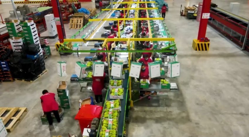 Eksportet e frutave të Shqipërisë rritën me 10% 2 eksportet e frutave te shqiperise rriten me 10 68ac2ed4bffe1