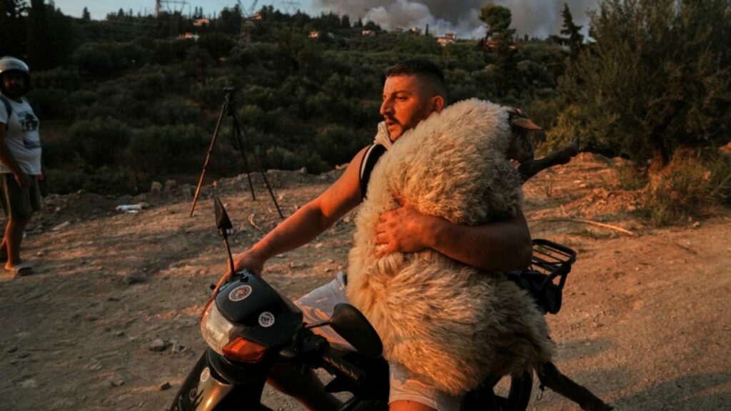 fotot prekese nga greqia qe po bejne xhiron e botes banori merr delen ne krahe per ta shpetuar nga zjarri 689dcdc4bee7e