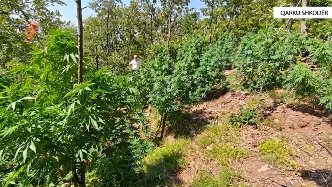 gjenden dhe asgjesohen rreth 2000 bime kanabisi ne shkoder procedohen penalisht tre kryetare fshatrash 68aafa904cada