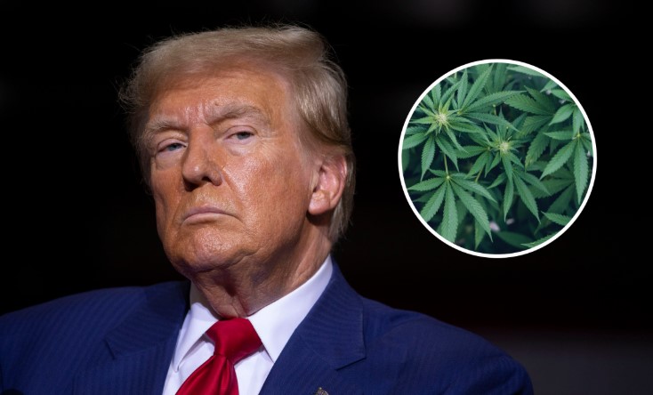 Industria e kanabisit financoi fushatën e Trump, presidenti do t’i kthejë “borxhin” 2 industria e kanabisit financoi fushaten e trump presidenti do ti ktheje