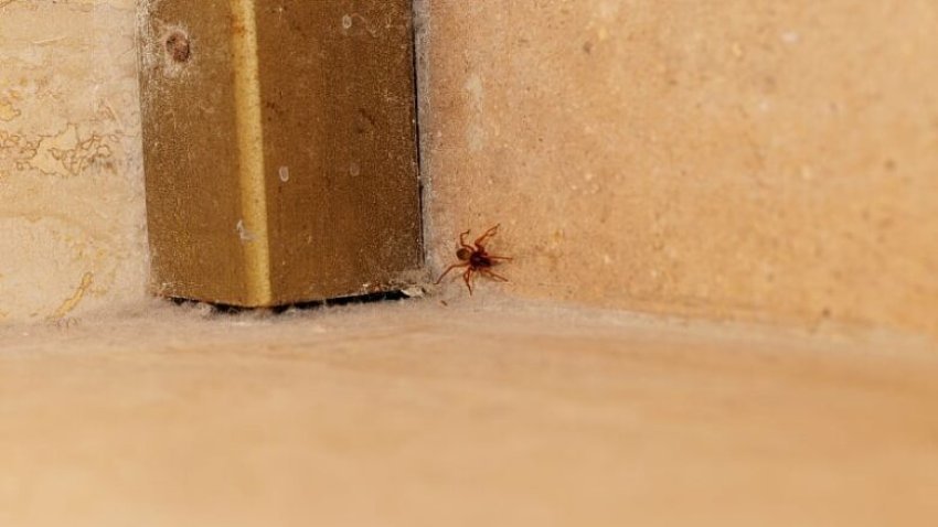 Largohuni nga merimangat përgjithmonë me këto metoda të thjeshta dhe natyrale 3 largohuni nga merimangat pergjithmone me keto metoda te thjeshta dhe natyrale 68ac385201652