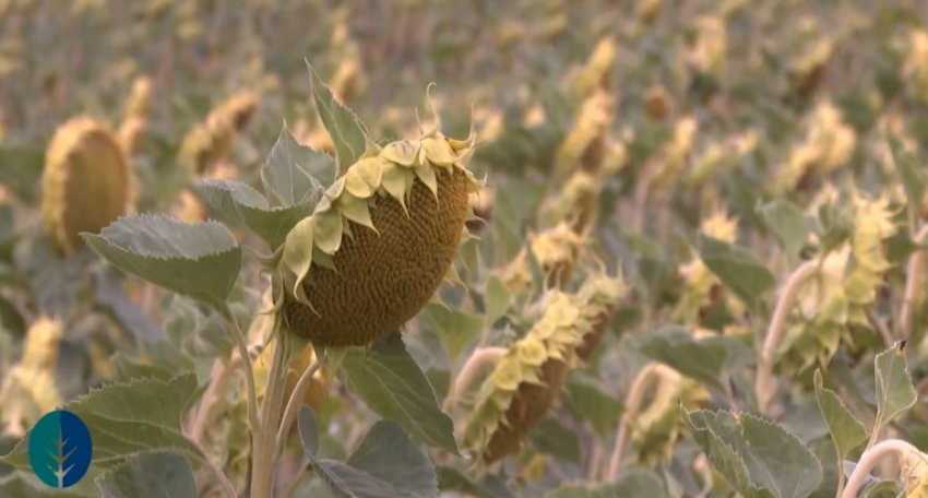 luledielli sfidon thatesine fermeret presin rendiment rekord kete vit 68a6b8f3d207d