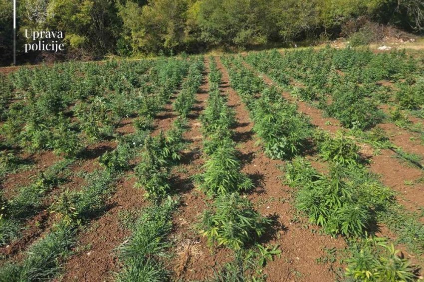 Policia malazeze thotë se e ka zbuluar plantacionin më të madh të drogës 3 policia malazeze thote se e ka zbuluar plantacionin me te madh te droges 68aba3b9a14af