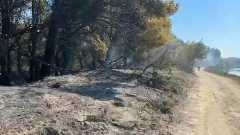 Riaktivizohen flakët në pyllin e Poros në Vlorë, shkrumbohet një sipërfaqe e konsiderueshme me pisha 2 riaktivizohen flaket ne pyllin e poros ne vlore shkrumbohet nje siperfaqe e konsiderueshme me pisha 68aeef0a59888