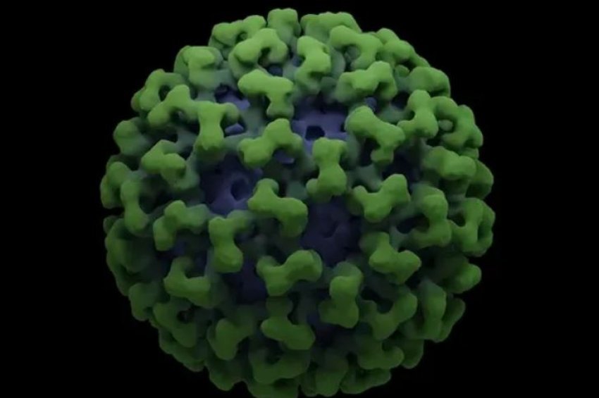 Rriten rastet e virusit çikungunja në Kinë. Çfarë duhet të dini për këtë sëmundje të përhapur nga mushkonjat 3 rriten rastet e virusit cikungunja ne kine cfare duhet te dini per kete semundje te perhapur nga mushkonjat 689a2bd802735