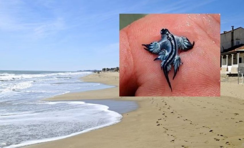 shfaqen kermij te rralle helmues te detit mbyllet plazhi ne qendren turistike spanjolle 68a8c8747f559