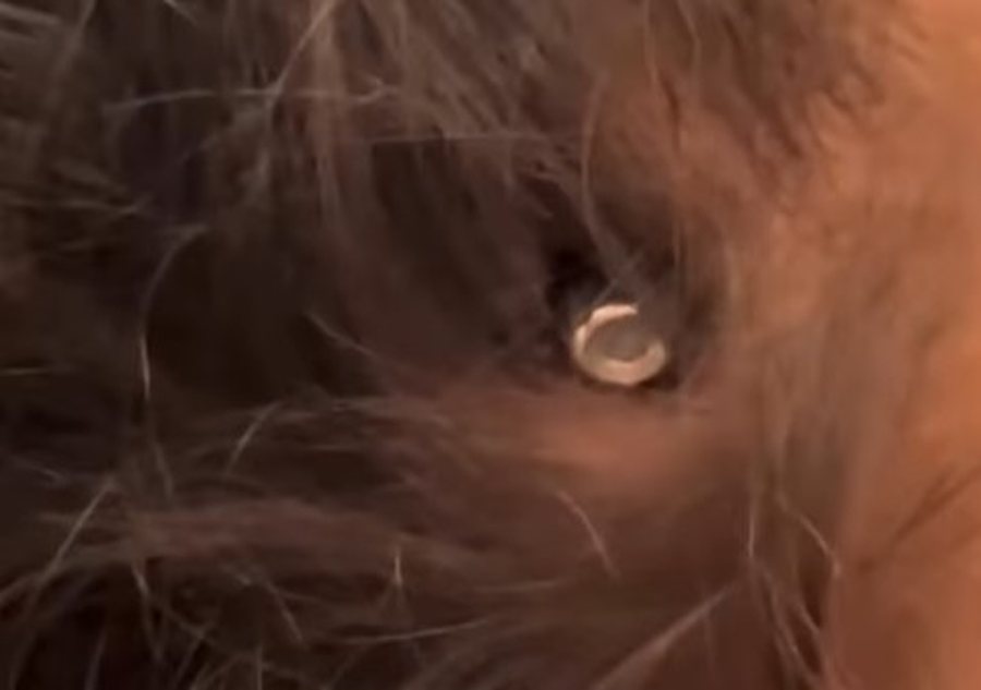 video vogelushja palestineze mbijetoi pasi plumbi i dronit izraelit ngeci ne kafke 688de3d10fea3