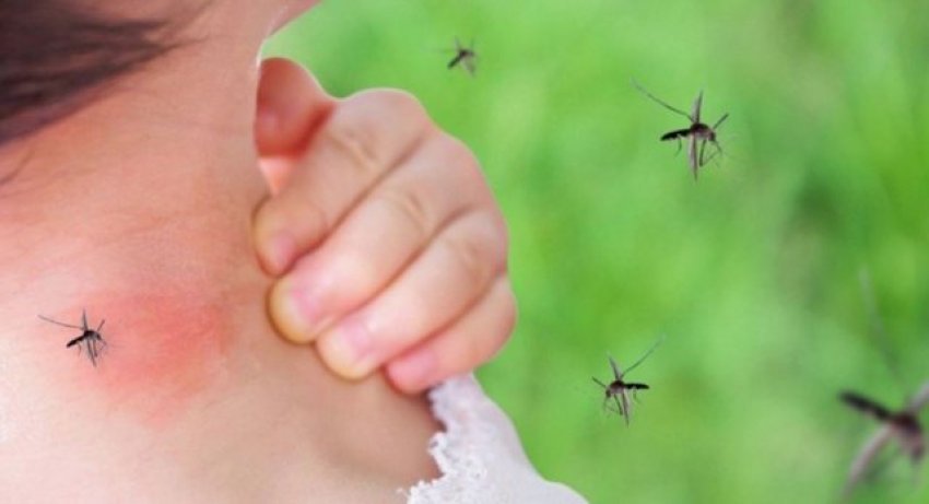 virusi i nilit 10 viktima vetem ne itali 68968be710230