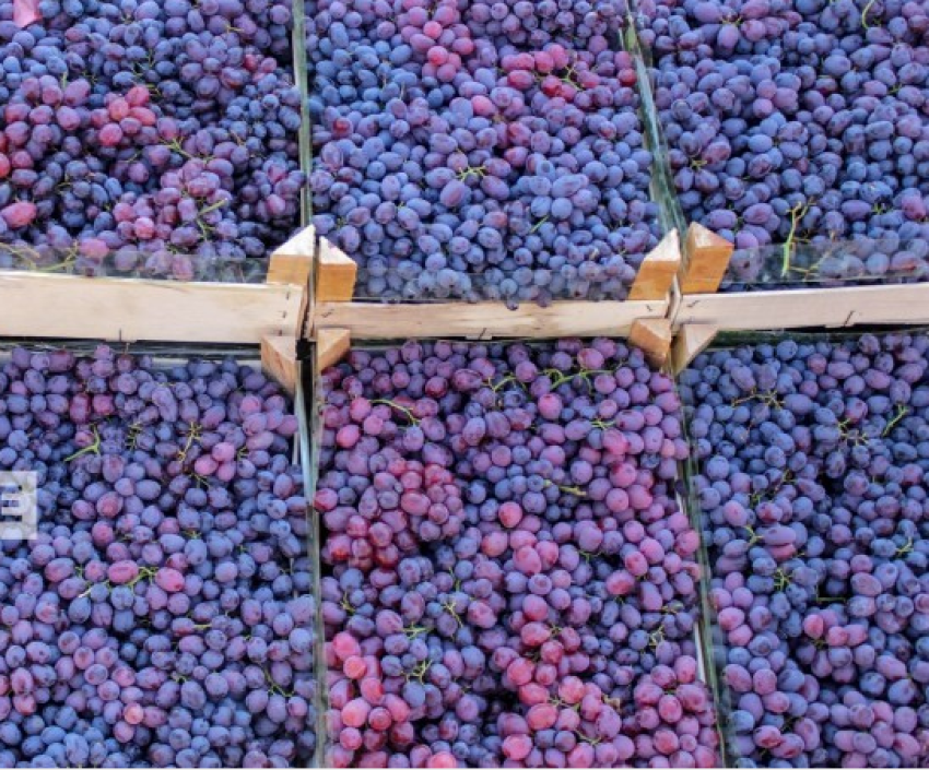 vreshtaret ankohen per cmimin e rrushit paralajmerojne protesta 68b43c4f0b3e1