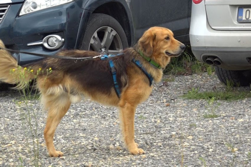 AniKos u bën thirrje komunave për pakësimin e qenve endacakë 3 anikos u ben thirrje komunave per pakesimin e qenve endacake 68d79c8e10780
