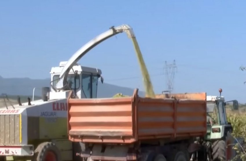 blegtore e bujq rogovas bejne gati ushqimin e bagetive per dimer 68d05460403e1