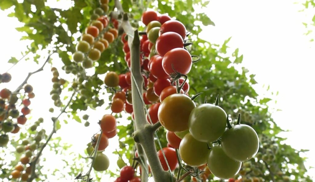 Bllokohen tonelata domate dhe pjeshkë shqiptare në Kroaci, kishin pesticide 3 bllokohen tonelata domate dhe pjeshke shqiptare ne kroaci kishin pesticide 68b883141a8d3