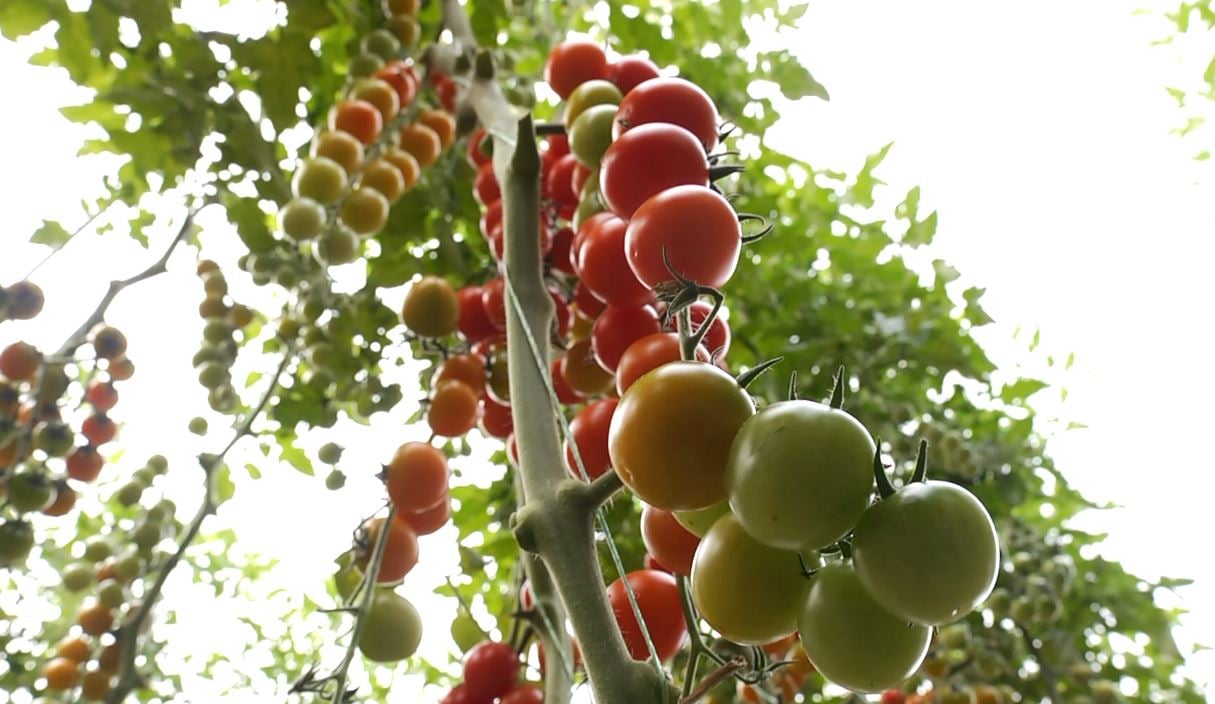 Bllokohen tonelata domate dhe pjeshkë shqiptare në Kroaci, kishin pesticide 1 bllokohen tonelata domate dhe pjeshke shqiptare ne kroaci kishin pesticide 68b883141a8d3