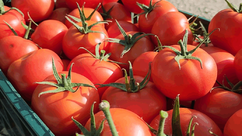 ekskluzive domatet shqiptare me nivele te larta pesticidesh prokuroria e beratit firmos urdher arreste si produkti arriti te kalonte doganen me fatura fiktive 68c12bc4352e0