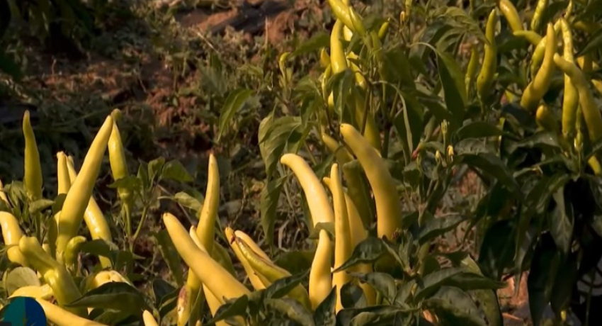 Fafaronat sivjet me cilësi më të mirë dhe me çmim më të lartë 3 fafaronat sivjet me cilesi me te mire dhe me cmim me te larte 68d1212e7d482