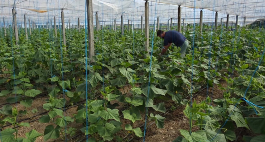 fermeret qe eksportojne ne suk te roskovecit prodhimet shkojne ne serbi mal te zi dhe poloni 68bc1cf4a909d