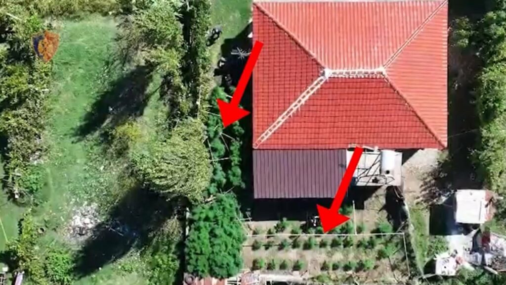 goditen dy raste te kultivimit te bimeve narkotike ne kruje nje i arrestuar dhe nje i shpallur ne kerkim 68b6f423c1ca5