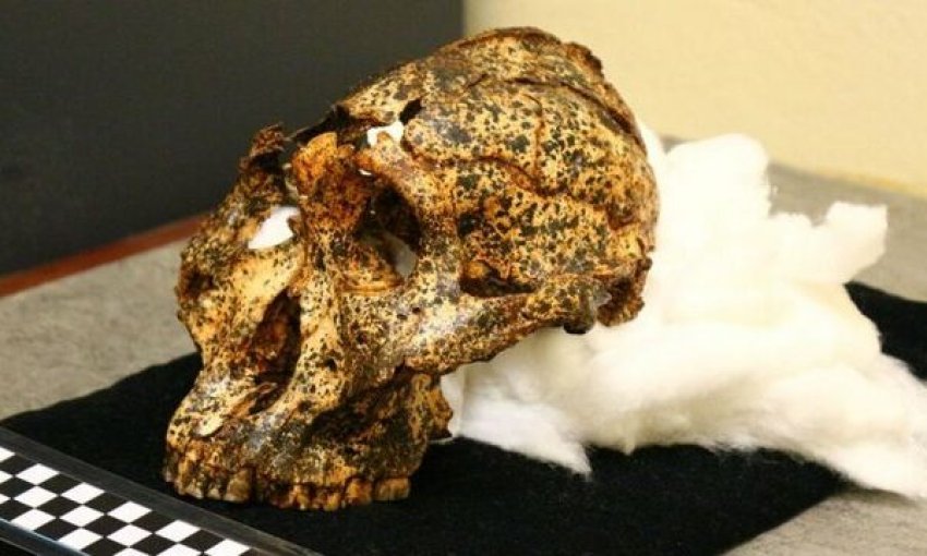 homo sapiens nje milion vjecar zbulohet kafka analizat vertetojne vjetersine 68d6270059831