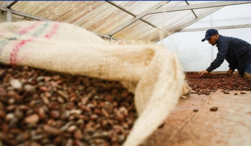 kakaoja bie me me shume se 40 per shkak te pakesimit te shqetesimeve per thatesire 68d411b4a4425