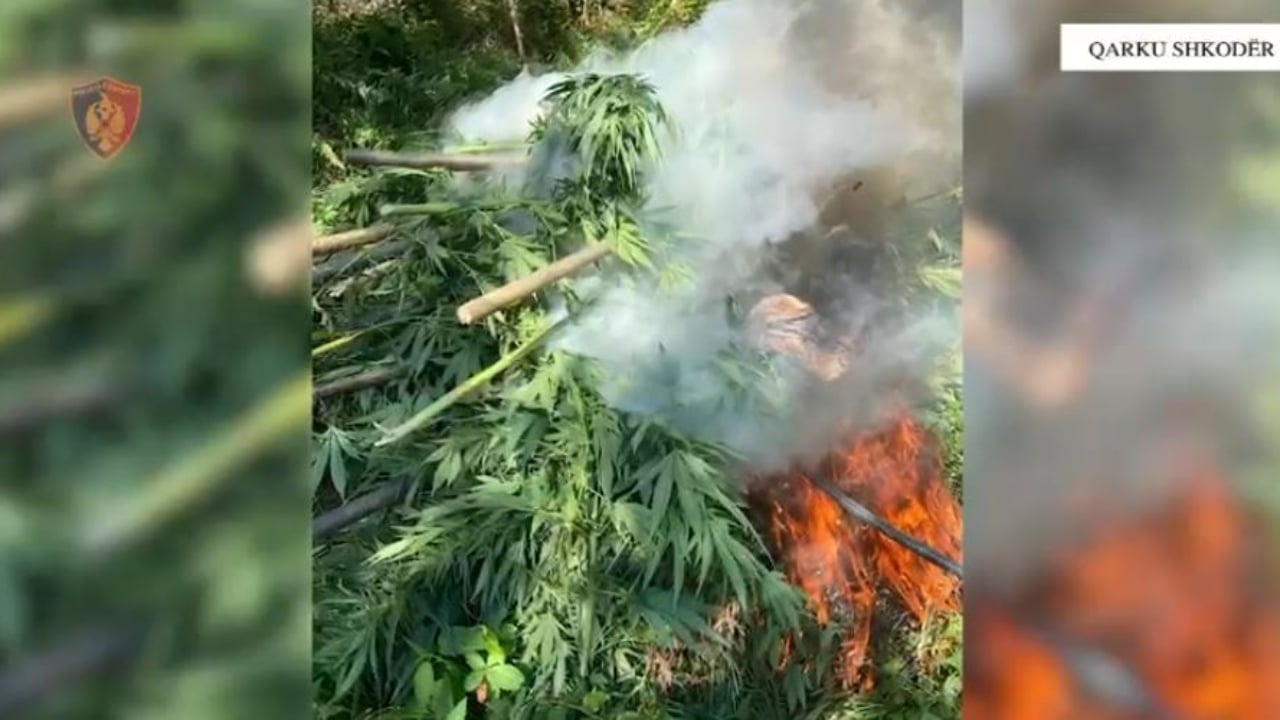 Kanabisi ‘lulëzonte’ në 5 njësi administrative të Shkodër, e pësojnë kryetarët e fshatrave 1 kanabisi lulezonte ne 5 njesi administrative te shkoder e pesojne kryetaret e fshatrave 68cbf0061a899