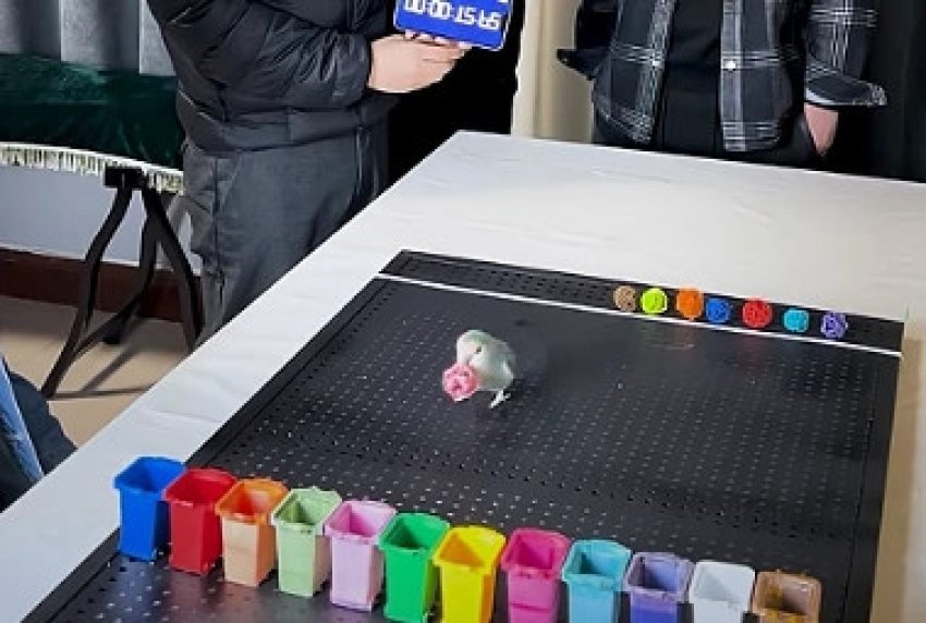 Ky papagall thyen rekordin botëror për njohjen më të shpejtë të ngjyrave 3 ky papagall thyen rekordin boteror per njohjen me te shpejte te ngjyrave 68b828e09a3dd