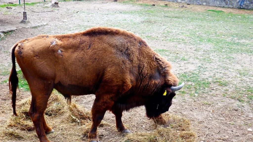 Ngordh një bizon në Kopshtin Zoologjik në Shkup 3 ngordh nje bizon ne kopshtin zoologjik ne shkup 68c2ce91ea333