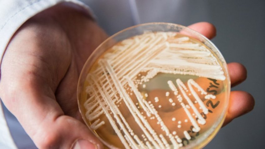 Një kërpudhë vrasëse alarmon spitalet evropiane 3 nje kerpudhe vrasese alarmon spitalet evropiane 68c4941c37853