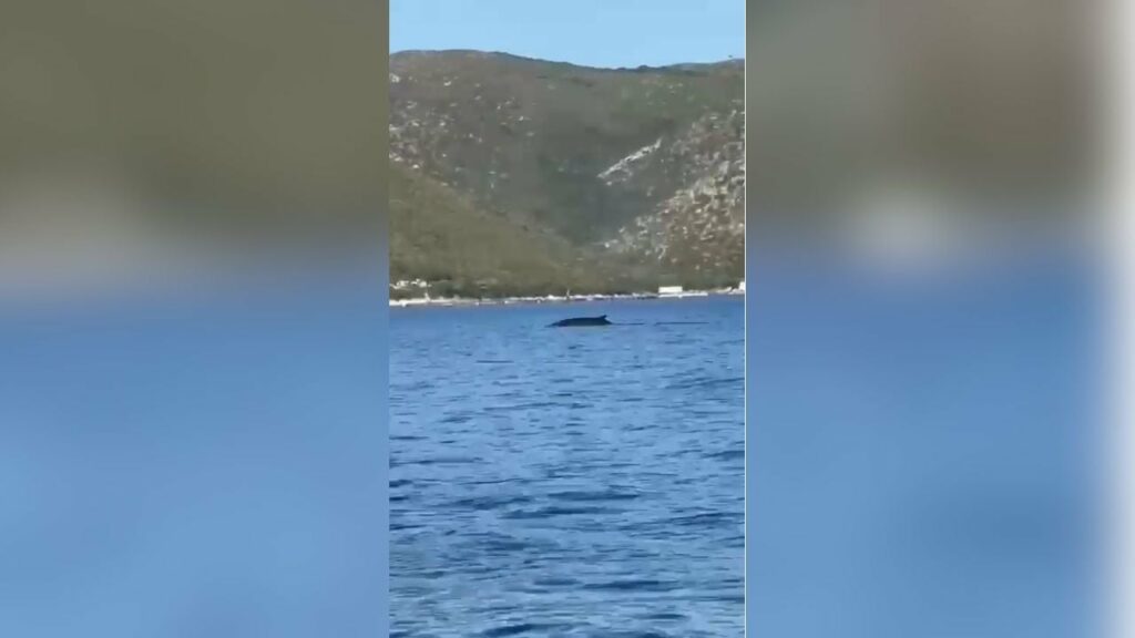 Pamje të rralla në bregdetin e Vlorës, turistët filmojnë një balenë në afërsi të Karaburunit 2 pamje te rralla ne bregdetin e vlores turistet filmojne nje balene ne afersi te karaburunit 68bacc84d3e9b
