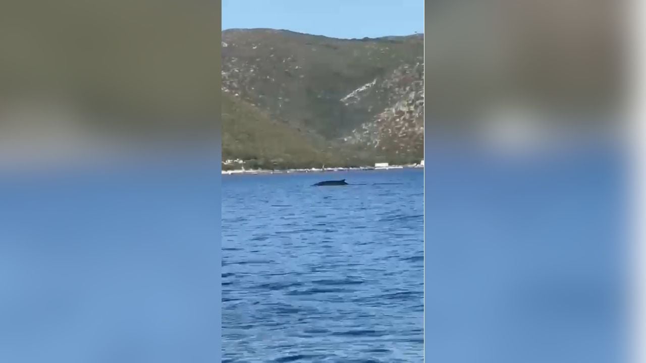Pamje të rralla në bregdetin e Vlorës, turistët filmojnë një balenë në afërsi të Karaburunit 1 pamje te rralla ne bregdetin e vlores turistet filmojne nje balene ne afersi te karaburunit 68bacc84d3e9b
