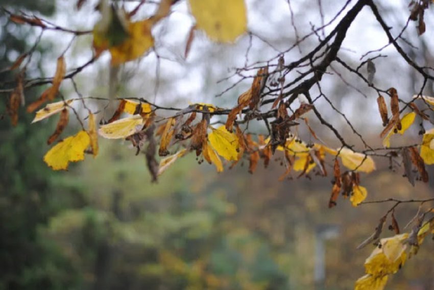 parashikimi i motit per javen e ardhshme 68d9ab023cba3